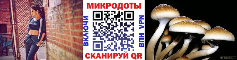 Купить где  Устюжна  Псилоцибиновые грибы Cubensis 